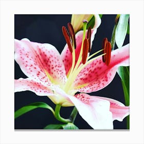 Asiatic lily Canvas Print