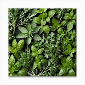 Fresh Herbs On A Black Background 1 Canvas Print