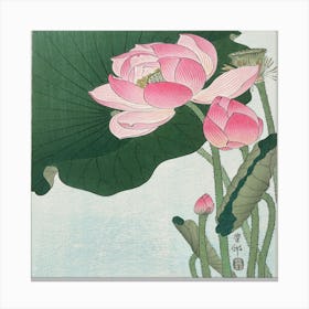 Lotus Flower 6 Canvas Print