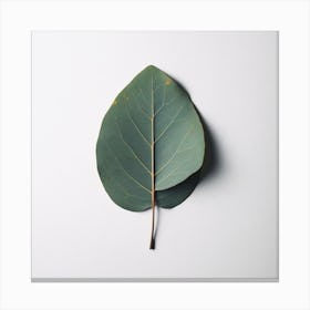 Eucalyptus Leaf 9 Canvas Print