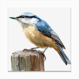 Blue Nuthatch 1 Canvas Print