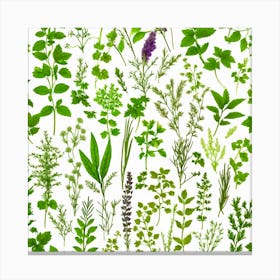 Herb Collection Canvas Print