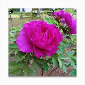 Peony in Japan 19 Canvas Print