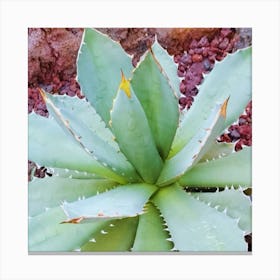 Agave Canvas Print