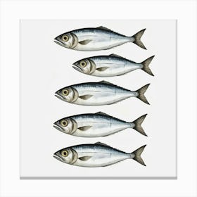 Sardines 4 Canvas Print