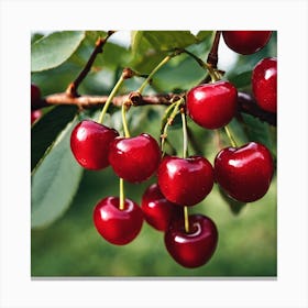 Cherry Tree 4 Canvas Print