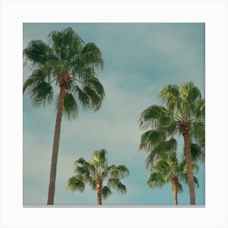 Summer Time With Green Palms And Blue Skies  Colour Travel Photography Square Canvas Print