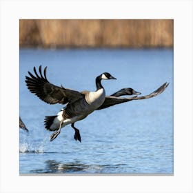 Canadian Geese 42 Canvas Print