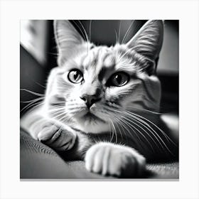 Black And White Cat 16 Canvas Print