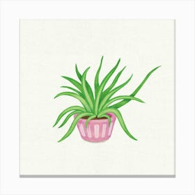 Spider plant Lienzos