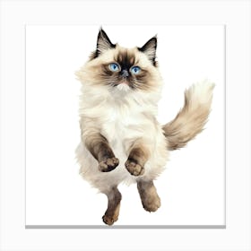 Siamese Cat 6 Canvas Print