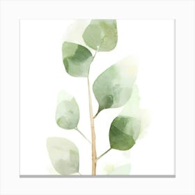 Eucalyptus Tree Canvas Print