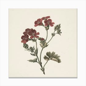 Geranium Canvas Print