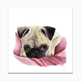 Cute pug in bed Canvas Print