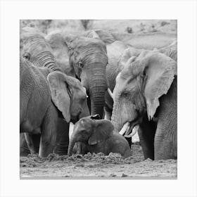 Elephants Come Together Canvas Print