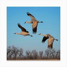 Sandhill Cranes In Flight Canvas Print