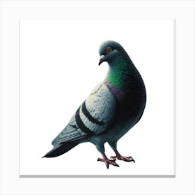 Pigeon Painting 1 Canvas Print