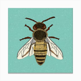 Bee Illustration Canvas Print