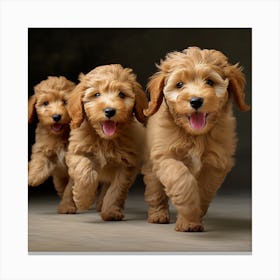Poodle Puppies Running Canvas Print