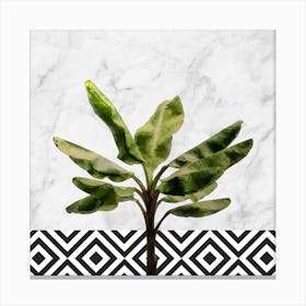 Banana Plant on White Marble and Checker Wall Canvas Print
