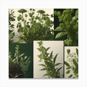 Collection Of Herbs 4 Canvas Print