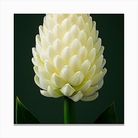 White Tulip Canvas Print