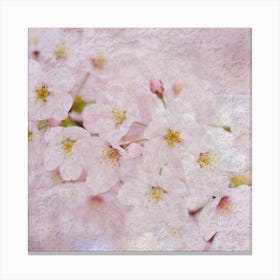 Cherry Blossoms 5 Canvas Print