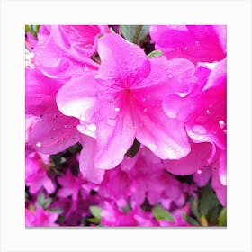 Pink Azaleas 20 Canvas Print