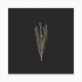 Delicate Gold Fynbos Botanicals On Black Square Canvas Print