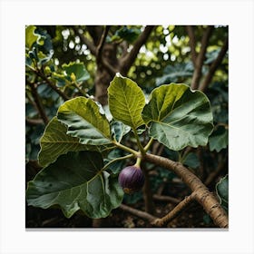 Fig Tree Art Print 2 Canvas Print