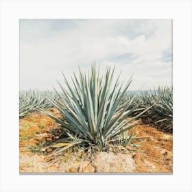 Agave Field Canvas Print