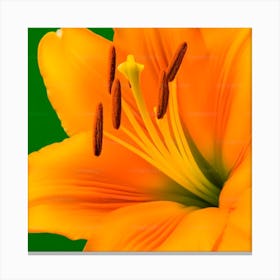 Orange Lily Canvas Print