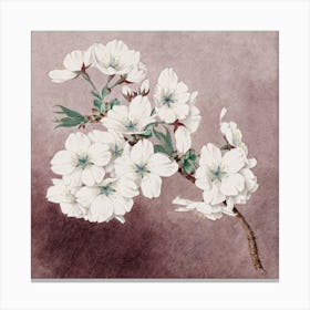 Cherry Blossoms 1 Canvas Print