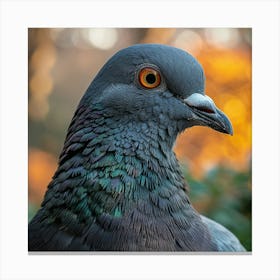 Pigeon 4 Canvas Print