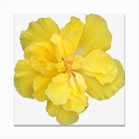 Yellow Hibiscus Flower Canvas Print