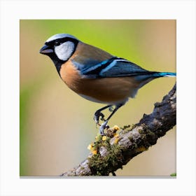 Blue Tit 64 Canvas Print