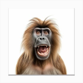 Baboon Canvas Print