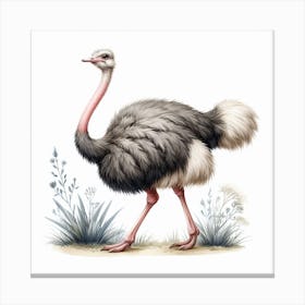Ostrich 3 Canvas Print