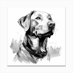 Black and White Labrador drawing 1 Canvas Print