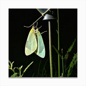 Two Moths On A Solar Panel 1 Canvas Print