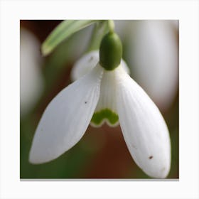 Snowdrop Flower Canvas Print