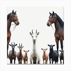 Herd Of Goats Canvas Print