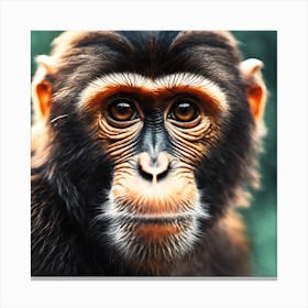 Chimpanzee Portrait 16 Canvas Print