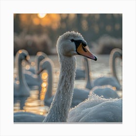 Swans At Sunrise Canvas Print