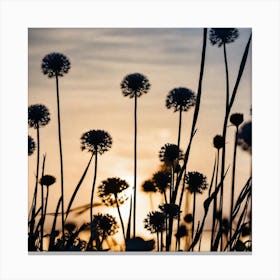 Alliums At Sunset Canvas Print