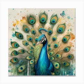 Peacock Canvas Print