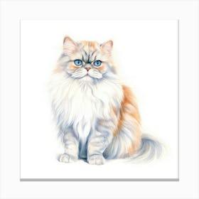 British Longhair Cat Portrait Canvas Print