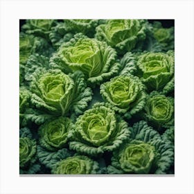 Cabbages 1 Canvas Print