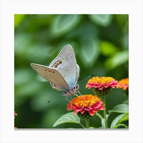 Blue Butterfly On Zinnia 1 Canvas Print