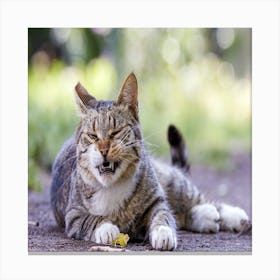 Cat Yawning Canvas Print